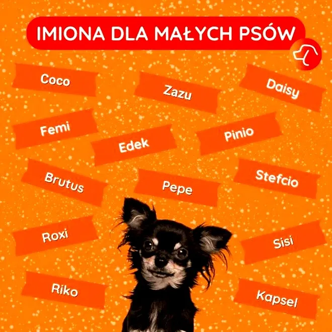 Jakie imię dla psa wybrać, aby odzwierciedlało jego charakter?