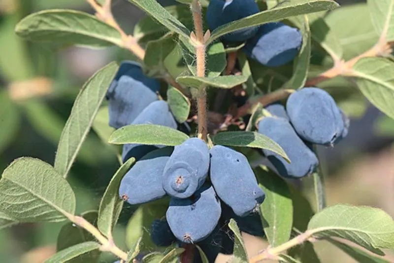 Jakie jest znaczenie imienia Jagoda według księgi imion?