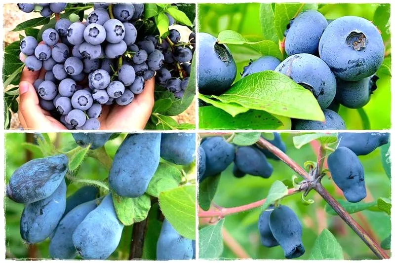 Jakie znaczenie kryje się za imieniem Jagoda?