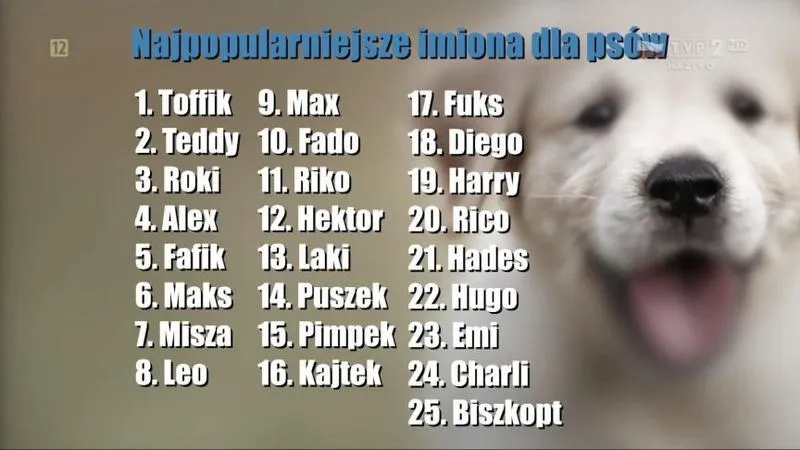 Najlepsze porady, jak wybrać imię dla psa, które pokochasz