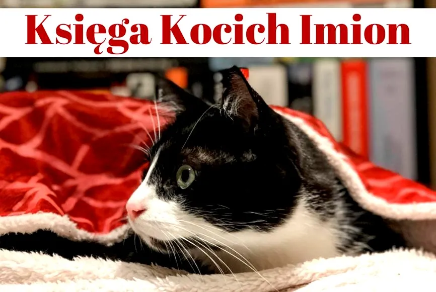 Najpiękniejsze imiona dla kotki – inspiracje dla każdego miłośnika zwierząt