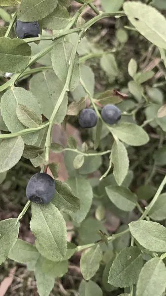 Charakter imienia Jagoda