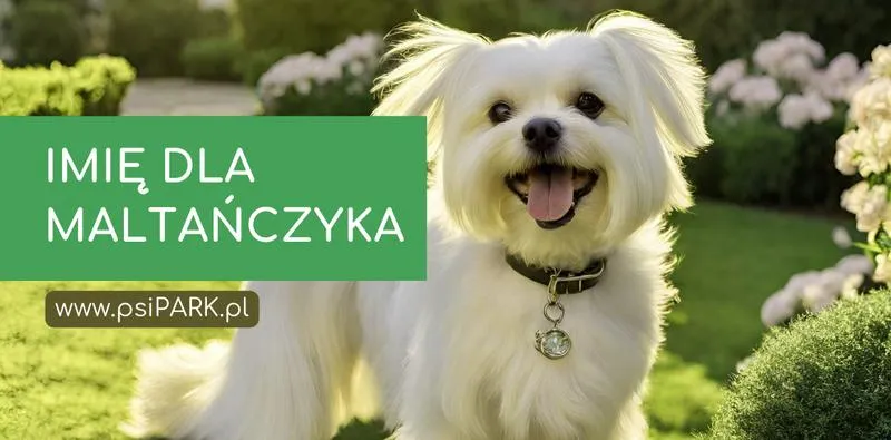 Imię dla psa