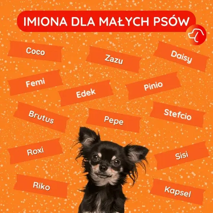 Jak wybrać imię dla psa