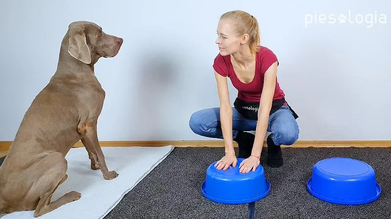 Nauka imienia dla psa