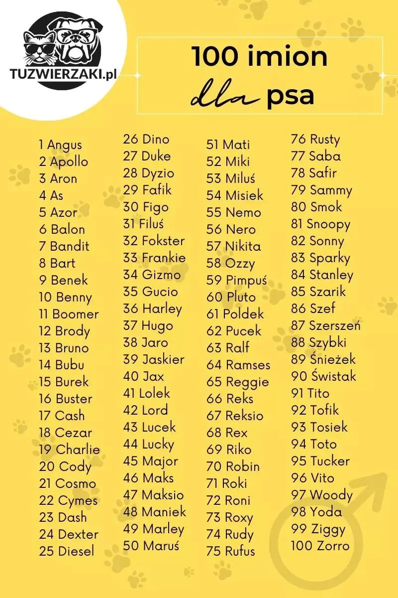 Pomysły na imię dla psa