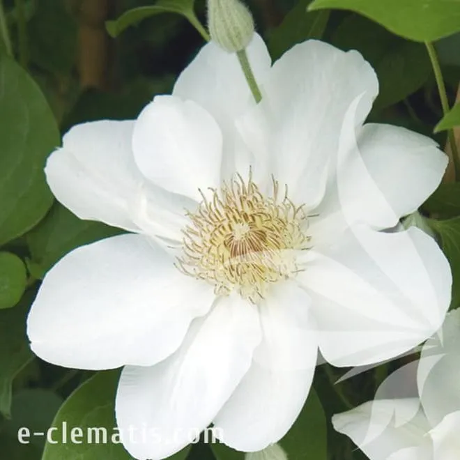 Zmiana imienia