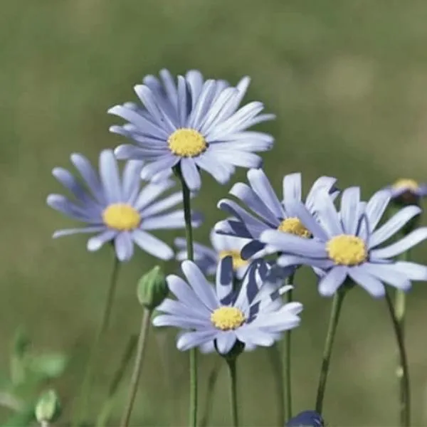 Znaczenie imienia Felicja